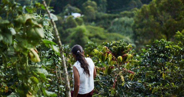 'Vàng nâu' bùng nổ tại một quốc gia chủ chốt BRICS, sản lượng tăng hơn 81% đe dọa vị trí 'ông trùm' số 1 thế giới của Việt Nam