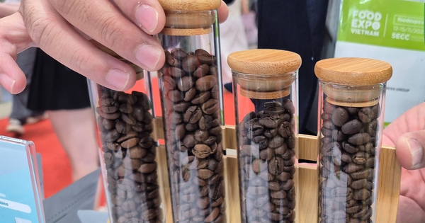 Giá cà phê hôm nay 2-12: Giảm mạnh, hàng trăm nhà mua hàng quốc tế đang quy tụ tại TP HCM