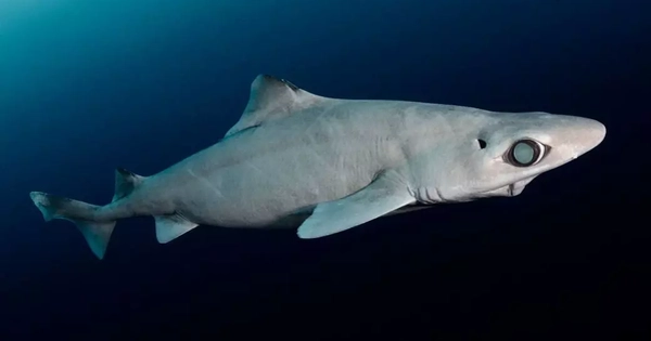 Sinh vật sót lại từ thời tiền sử đang bị đe dọa