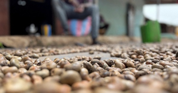 'Sản vật' tỷ đô của Việt Nam được người Trung Quốc ồ ạt thu mua với giá đắt đỏ, nước ta xuất khẩu bỏ xa thế giới