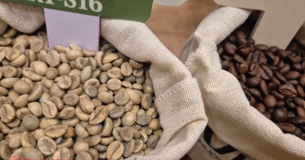 Giá cà phê hôm nay 3-12: Rớt giá liên tục, chưa tìm thấy đáy