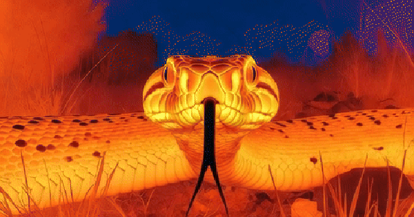 Phát minh "công nghệ nhìn nhiệt giống mắt rắn" có thể rung chuyển ngành công nghiệp quốc phòng