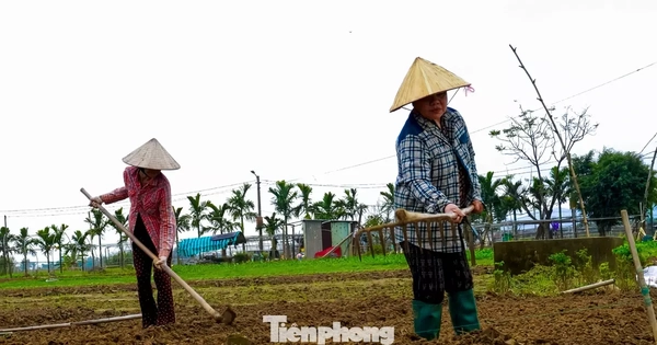 Giá giống tăng cao, nông dân làng rau Đà Nẵng thấp thỏm lo 'mất Tết'