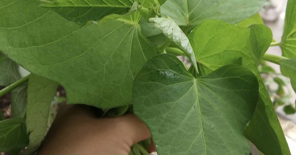 Xuất khẩu lá lạ, bất ngờ thu về 10 triệu USD