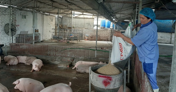 Giá heo hơi nóng trở lại trước Tết