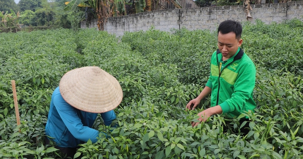 Loại quả tăng giá kỷ lục, nông dân Tuyên Quang thu gần tỷ đồng/vụ