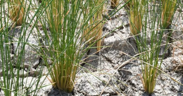 Một quốc gia Đông Nam Á thông báo vừa đón tin vui từ xuất khẩu gạo: Đã xuất khẩu sang 72 thị trường, sắp trở thành đối thủ của Việt Nam, Thái Lan tại Philippines