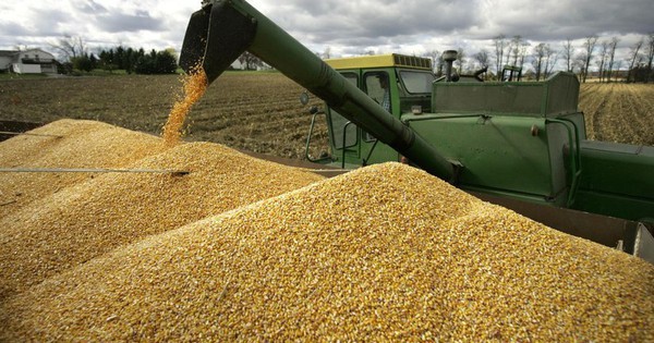 Trung Quốc, Campuchia đua nhau săn 'mỏ vàng' mới nổi của Việt Nam: là cứu tinh cho chăn nuôi, nước ta đứng thứ 8 thế giới về sản lượng