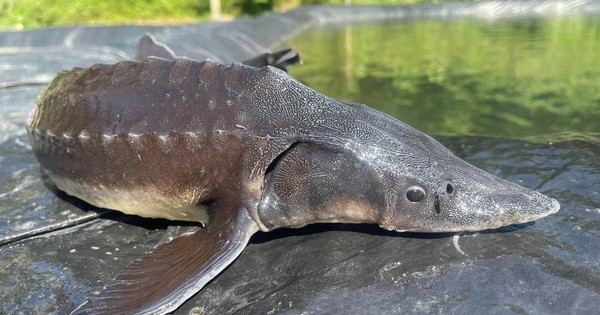 Giải mã "quái ngư" 45kg lần đầu tiên được nuôi thành công trong lòng hồ Hòa Bình