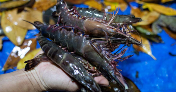 Không phải sầu riêng, đây là mặt hàng Việt làm mưa làm gió tại Trung Quốc: Nước ta bỏ túi hơn 1,2 tỷ USD, xuất khẩu đứng thứ 2 thế giới