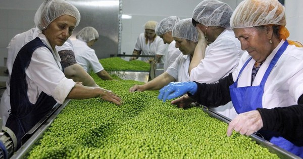 Đổ xô trồng 'hạt ngọc xanh', nông dân Nga bị 'hớ', thừa tận 700.000 tấn do Trung Quốc giảm mua, sắp phải chuyển sang trồng cây khác có lãi hơn