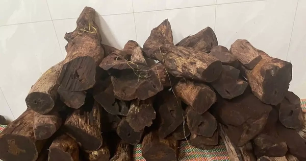 Gỗ mán đỉa 'sốt giá' bất thường