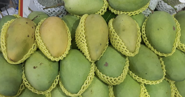 Giá nông thủy sản miền Tây: Nhà vườn không còn xoài cát Hòa Lộc để bán