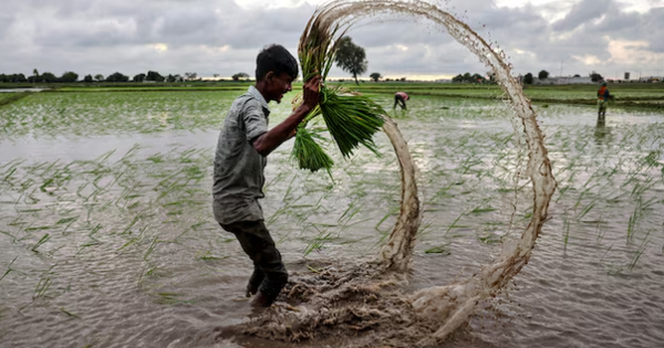 Philippines, Senegal dừng nhập khẩu, gạo Việt đang xoay trục sang những thị trường nào?