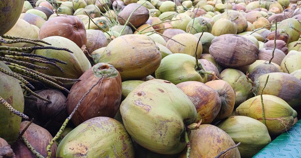 Giá dừa khô rớt thảm