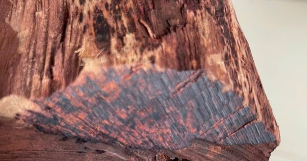 Cây gỗ tại Việt Nam được thương lái Trung Quốc mua giá cao bất thường, một địa phương phải ra cảnh báo