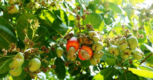 Bí mật dưới lòng đất của Cuba khiến DN Việt Nam quyết định trồng 2.500ha, kỳ vọng biến thành "thủ phủ"