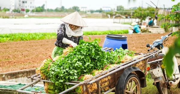 Vì sao giá rau củ ở Hà Nội tăng chóng mặt?