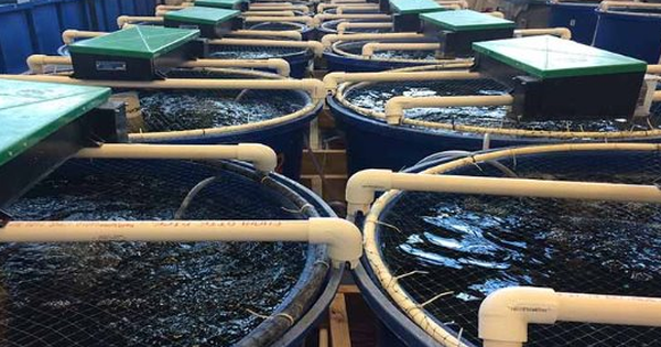 Không phải đất hiếm, Mỹ, Trung Quốc đang đua nhau săn lùng một ‘mỏ vàng’ của Việt Nam: Nước ta sở hữu công nghệ dẫn đầu thế giới, thu về hơn 4,3 tỷ USD