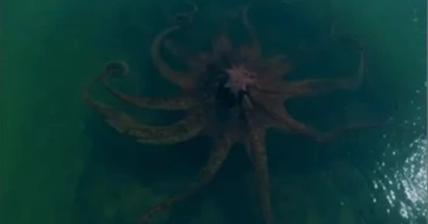 Bất ngờ phát hiện "quái vật biển khổng lồ" ngoài khơi gây rùng mình: Báo Mỹ vào cuộc tìm sự thật phía sau