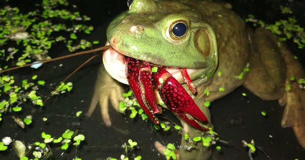 Cơn sốt 300.000 tấn ếch trâu tại Trung Quốc và ba loại "chi phí ngầm" đang khiến giới chuyên gia đau đầu