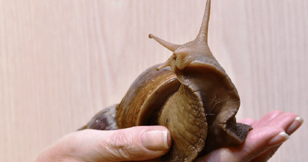 Mỹ tốn triệu đô bất lực trước ốc sên châu Phi, Trung Quốc tìm ra cách biến "kẻ xâm lăng" thành mỏ vàng kinh tế