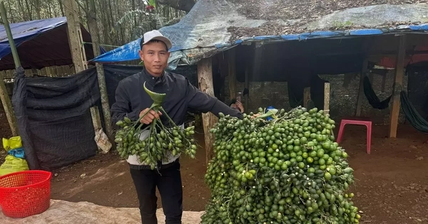 Động thái của thương lái Trung Quốc khiến giá cau tươi lao dốc