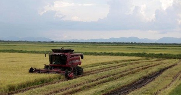 Giống lúa Việt Nam gây sốt, đích thân Đại sứ Cuba tìm đến tận ruộng của nông dân Việt để tìm hiểu