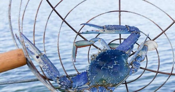 Mặt hàng của Việt Nam khiến Mỹ "mê tít", có quốc gia còn tăng nhập khẩu gần 1.000%