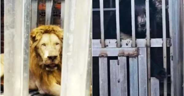 Thái Lan giải cứu gấu, sư tử bị nhốt trong sòng bạc ở biên giới Campuchia