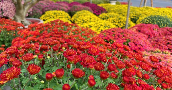 Hoa kiểng Tết đổ về TP.HCM dù mới Noel