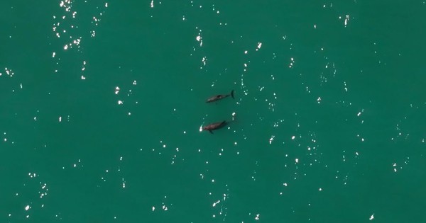 Loài vật quý hiếm bậc nhất thế giới, chỉ còn lại đúng 10 con