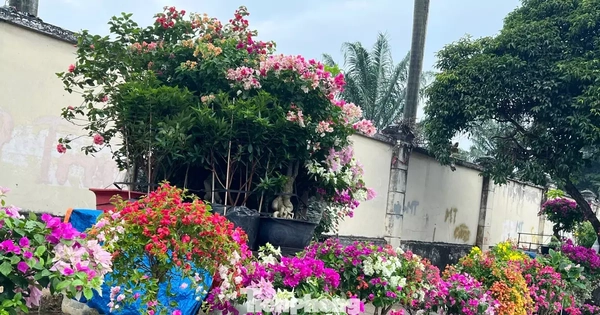 Hoa Tết về phố, 'bỏng tay' giá bưởi Diễn ở TPHCM