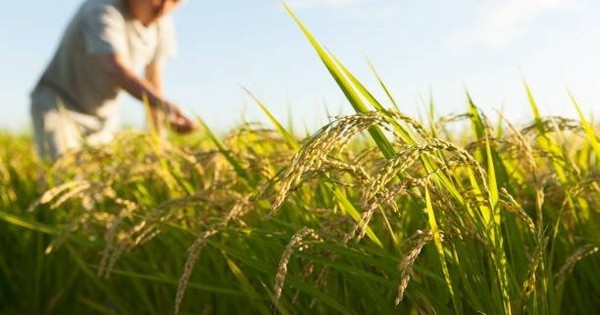 Buồn của nền kinh tế lớn thứ 4 thế giới: Nhập khẩu gạo tăng gấp 100 lần, hàng nội địa ‘bão chồng bão’