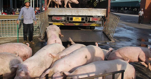 Lũ lụt, dịch bệnh bùng phát, cuối năm có thiếu thịt heo?