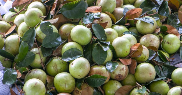 Rộn ràng vú sữa Lò Rèn, nhà vườn "bỏ túi" hàng trăm triệu đồng