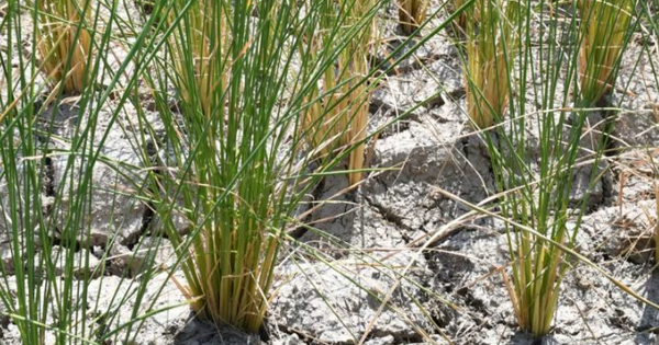 Buồn của vựa lúa lớn thứ 4 thế giới: Gạo Ấn Độ gây áp lực khiến xuất khẩu giảm một nửa, mất ưu đãi thuế 1%