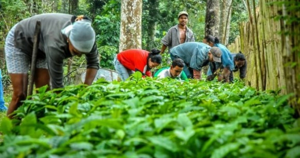 Nông nghiệp Cuba bùng nổ, sở hữu 4.000ha được làm giàu từ "vàng đen"