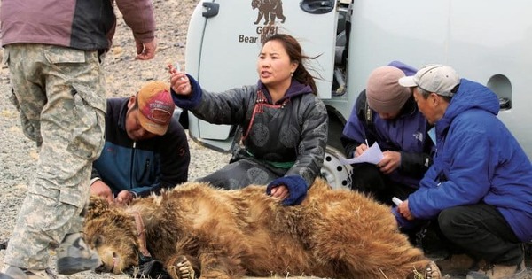 Hiếm hơn cả gấu trúc: "Bóng ma sa mạc" chỉ còn chưa đầy 50 cá thể và bên bờ vực tuyệt chủng