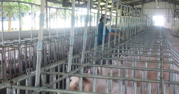 Giá heo hơi hôm nay, 31-12: Bất ngờ đảo chiều giảm