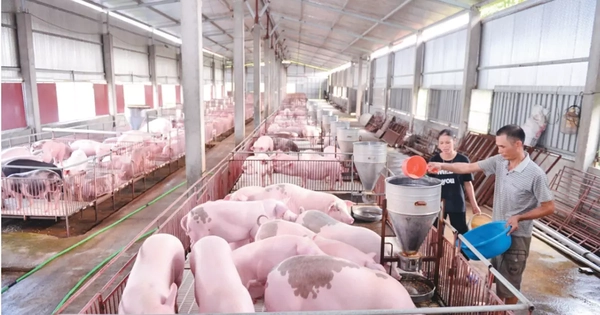 Giá lợn hơi liệu có 'sốt' dịp Tết Nguyên đán?