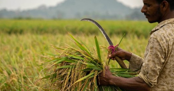 Không phải Việt Nam hay Thái Lan, quốc gia nào đang tiêu thụ gạo nhiều nhất thế giới?