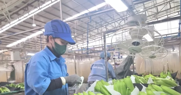 Dự báo mặt hàng rau quả mới sẽ gia nhập 'câu lạc bộ' tỷ USD