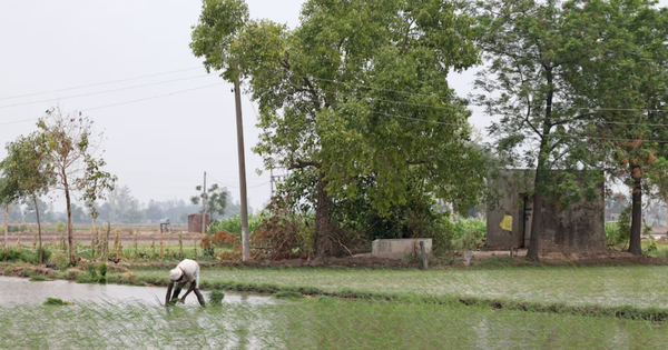 Vượt Trung Quốc trở thành quốc gia sản xuất gạo lớn nhất thế giới nhưng Ấn Độ lại nhận tin không vui