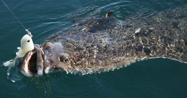 Cậu bé 13 tuổi oằn mình kéo "thủy quái" nặng hơn cả cơ thể giữa biển khơi, khoảnh khắc ai cũng nín thở