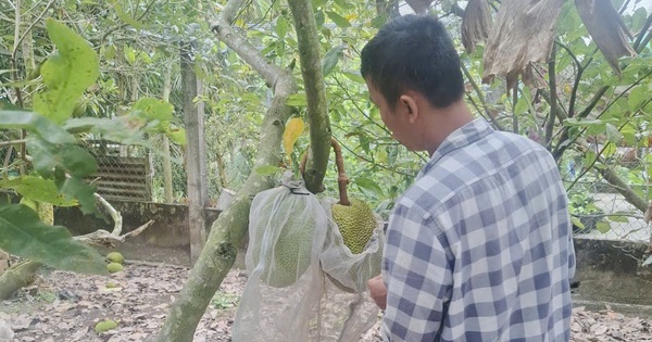 Giá mít Thái tăng cao nhưng vì sao nhà vườn miền Tây không vui?