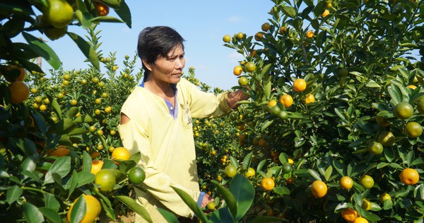 Thương lái ồ ạt chốt hàng, nông dân thủ phủ quất cảnh kỳ vọng vụ Tết bội thu
