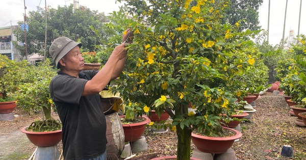 Diễn biến mới trên thị trường hoa mai Tết 2026