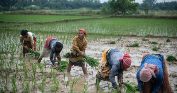 Khách hàng lớn nhất của gạo Việt sắp nhập khẩu trở lại
