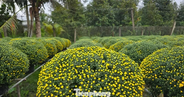 Thủ phủ hoa kiểng Vĩnh Long vào vụ Tết, cúc mâm xôi hút hàng